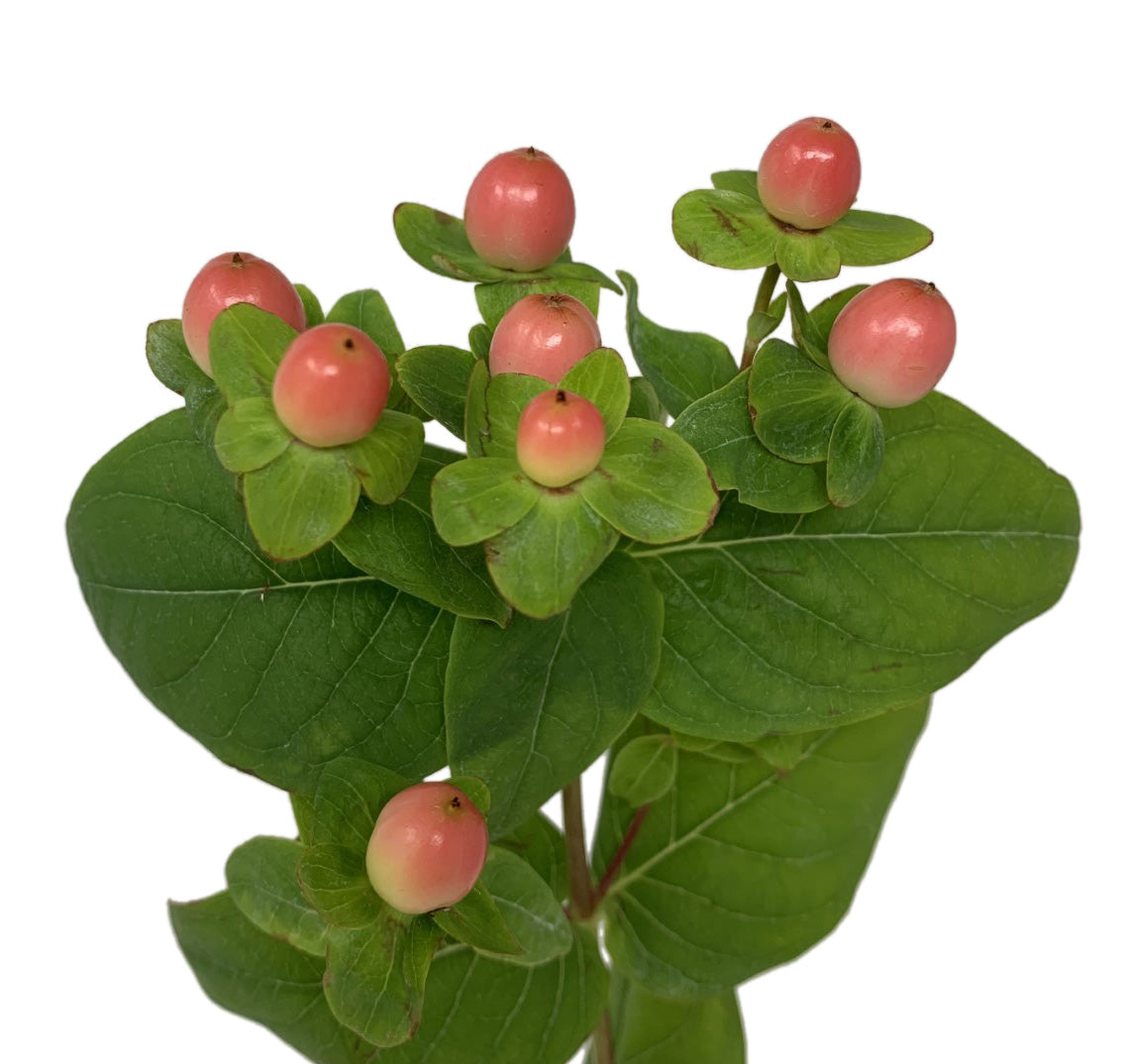 Hypericum