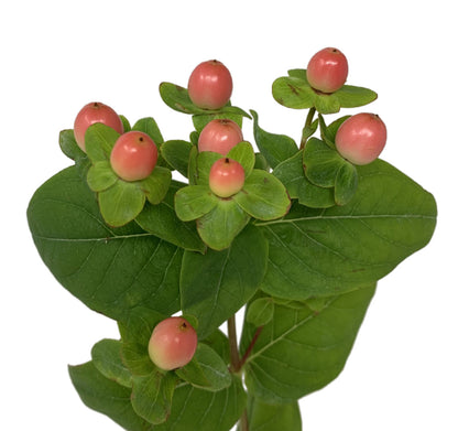 Hypericum