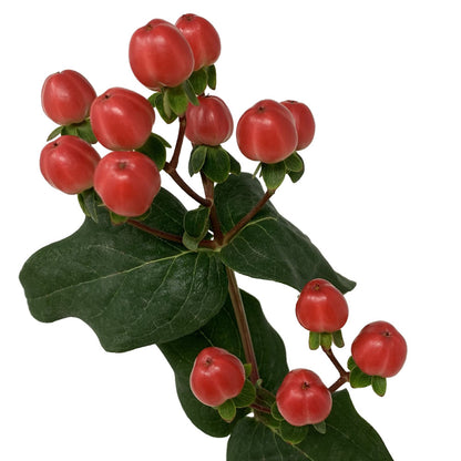 Hypericum