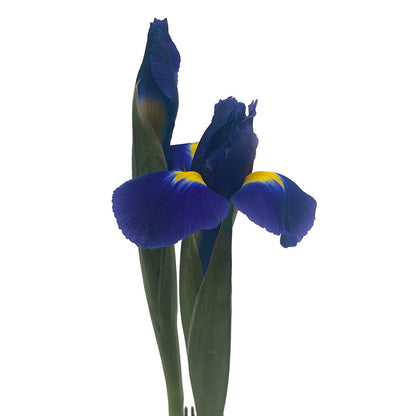 Iris - Blue