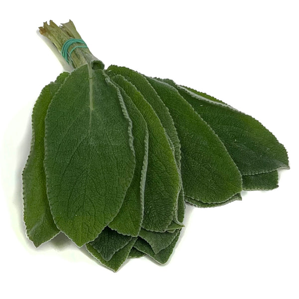 Lambs Ear