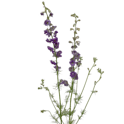 Larkspur - Lavender