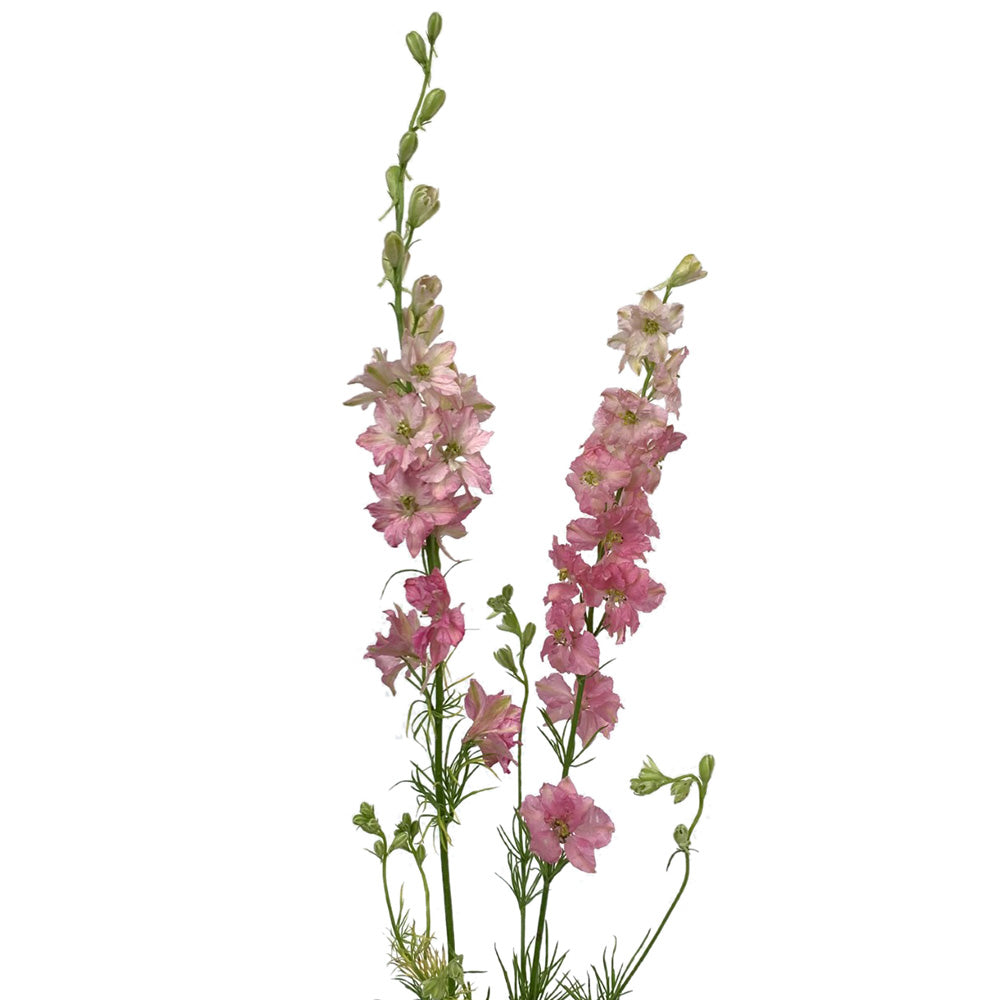 Larkspur - Pink