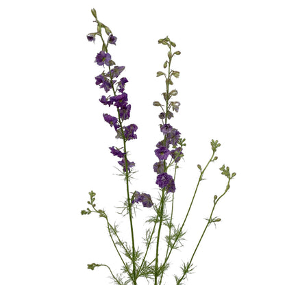 Larkspur - Purple