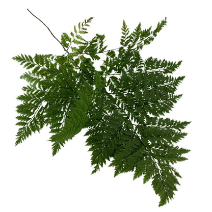 Fern