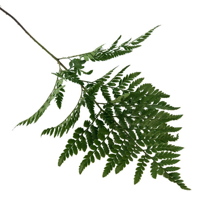 Fern
