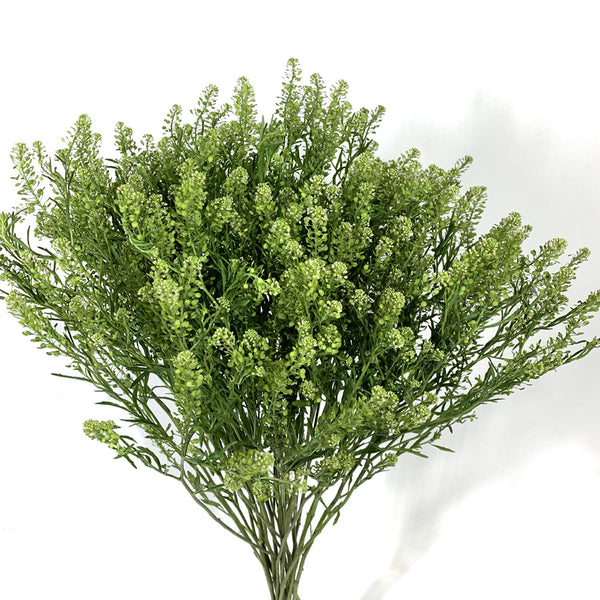 Lepidium