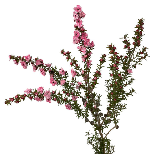 Leptospurnum