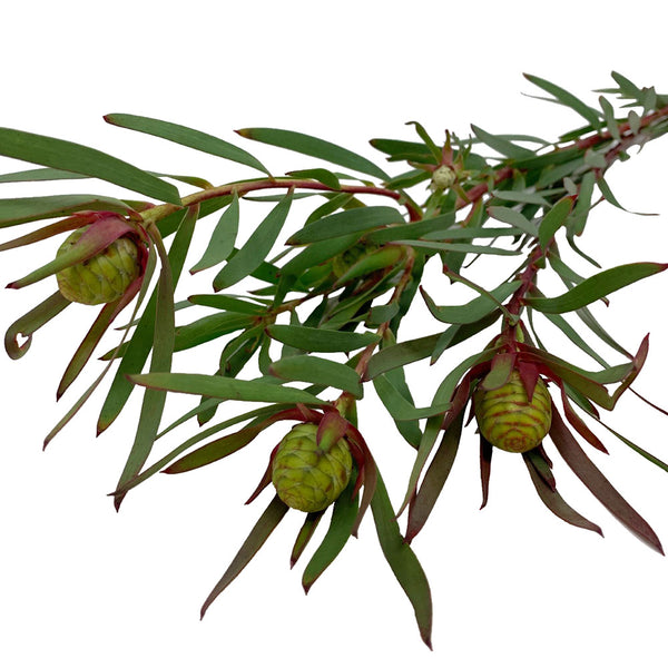 Leucadendron