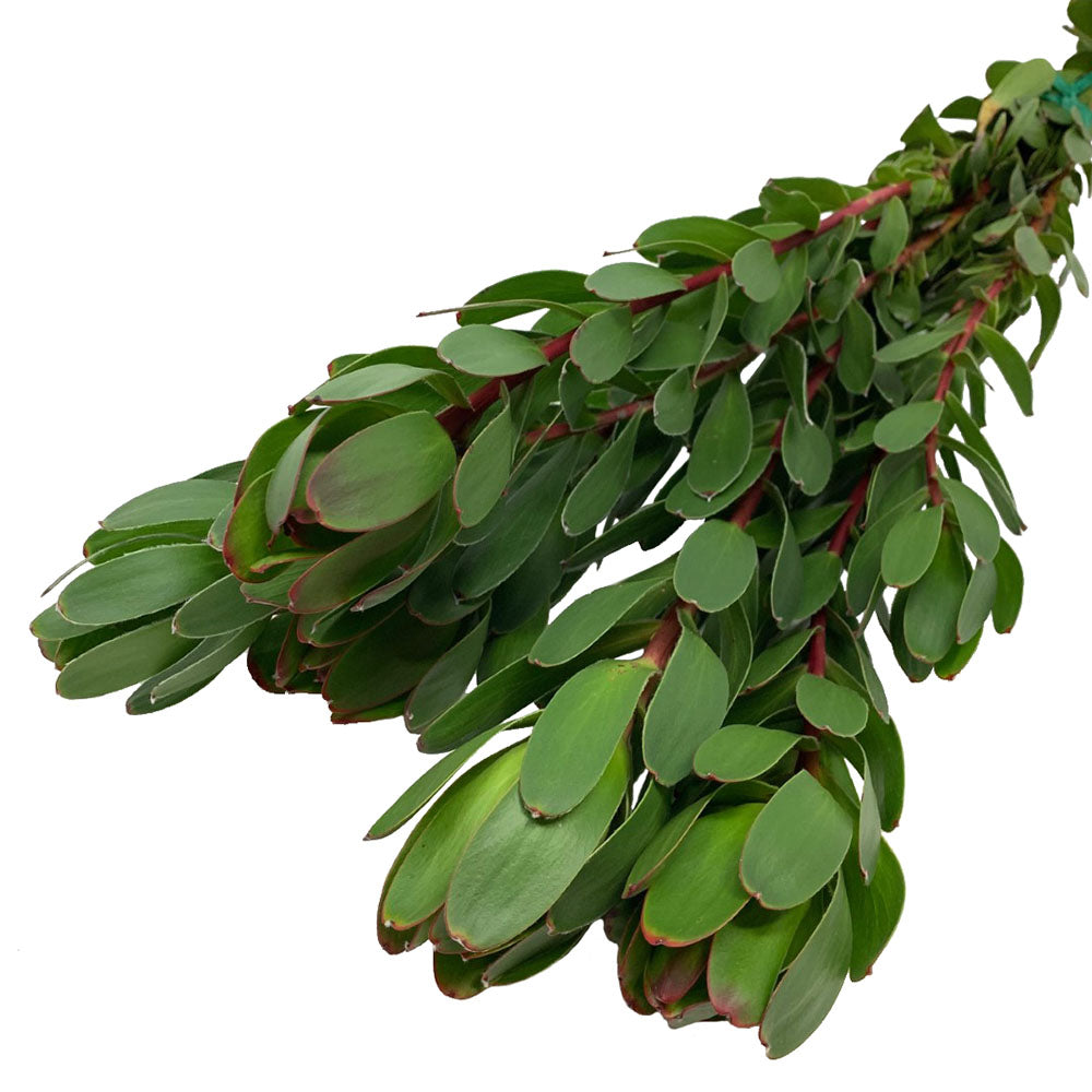 Leucadendron