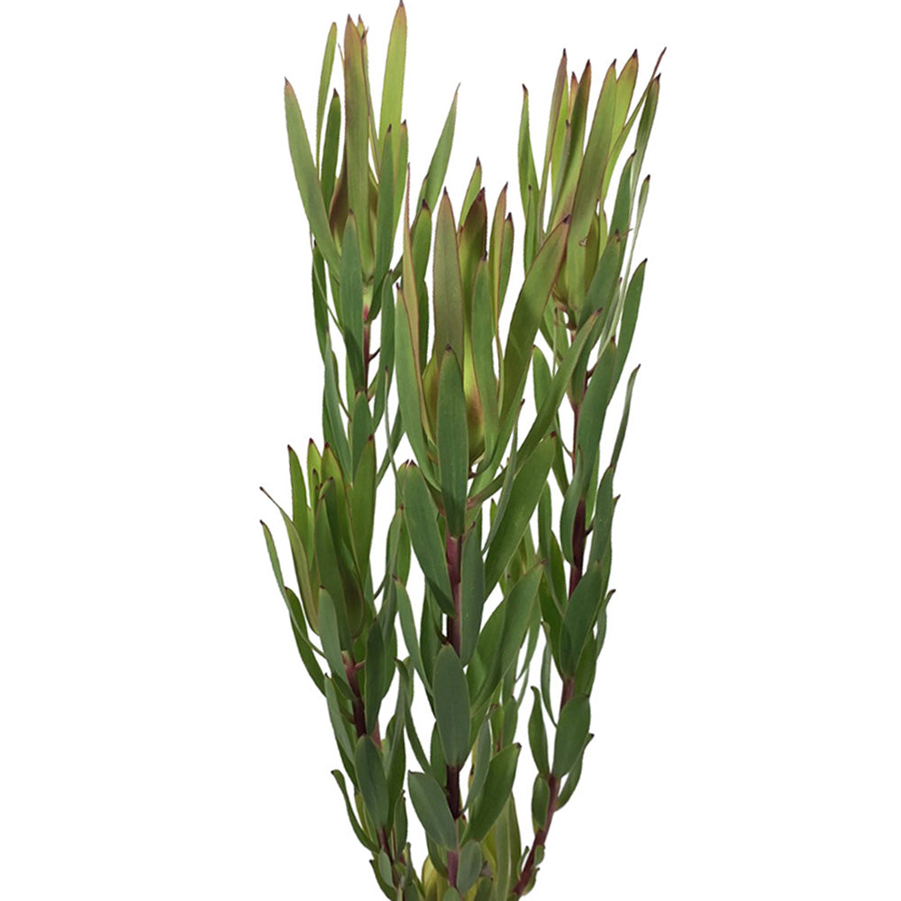 Leucadendron
