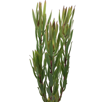 Leucadendron