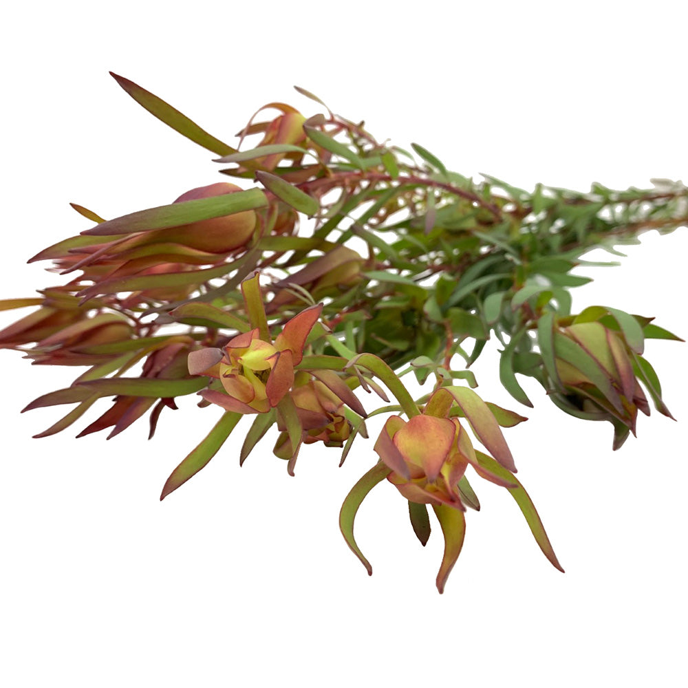 Leucadendron