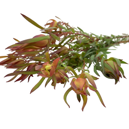 Leucadendron