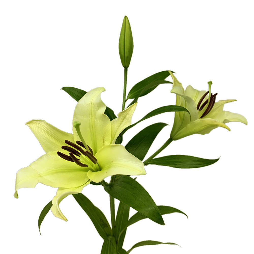 Lily - Oriental Yellow