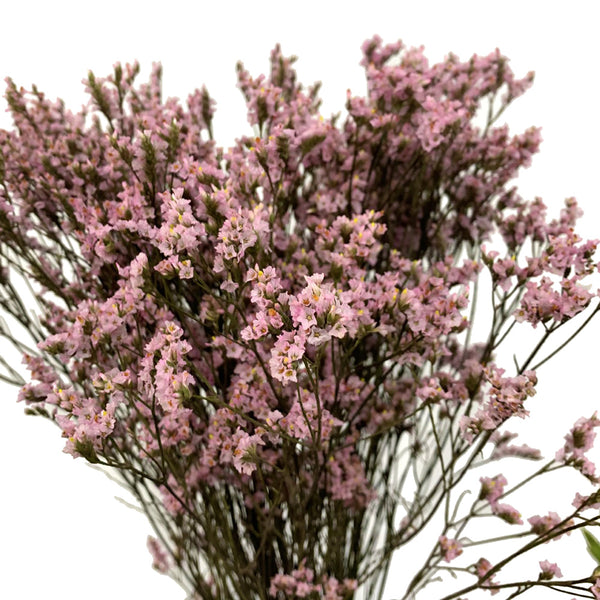 Limonium