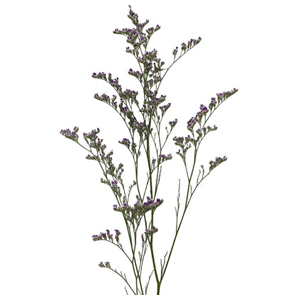Limonium - Misty Blue