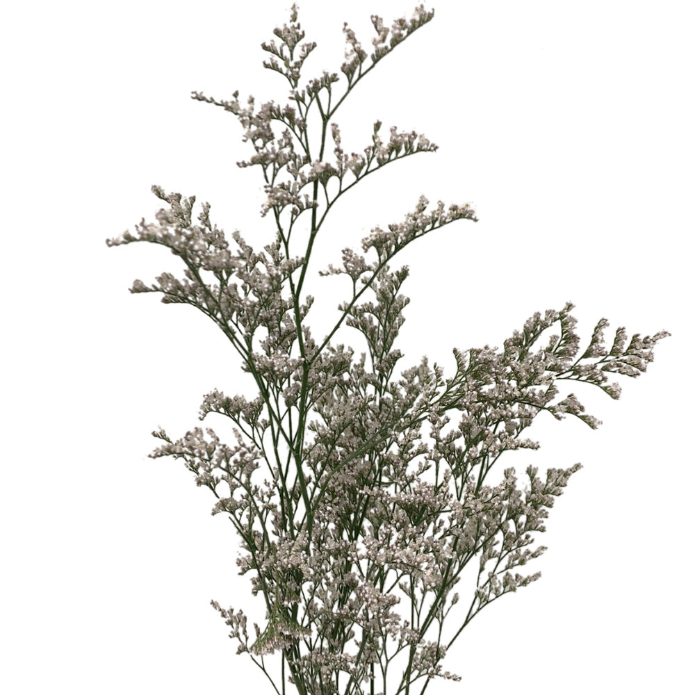 Limonium - Misty White