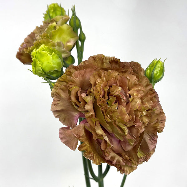Lisianthus