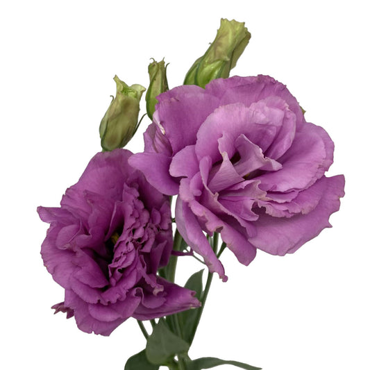 Lisianthus