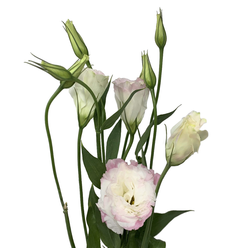 Lisianthus