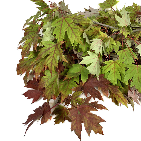 Maple