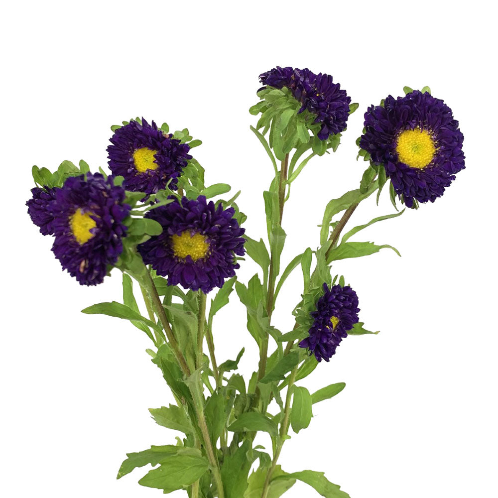 Matsumoto Aster - Purple