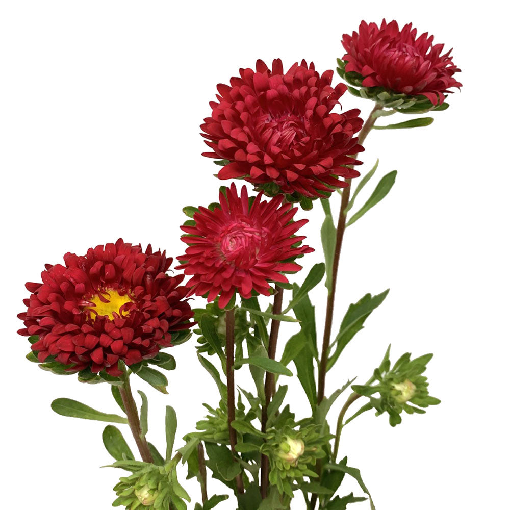 Matsumoto Aster - Red