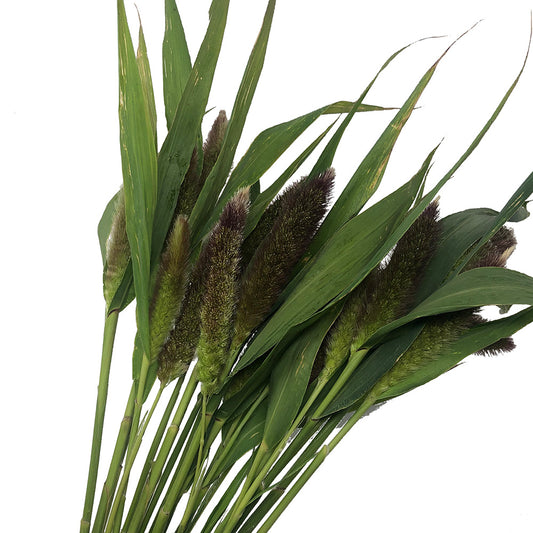 Millet