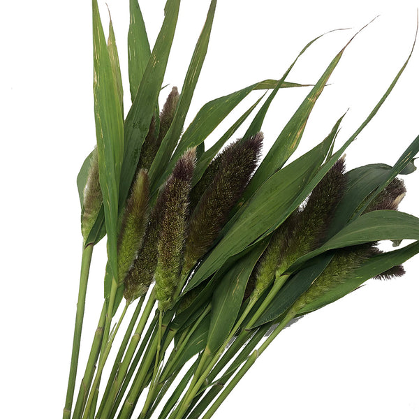 Millet