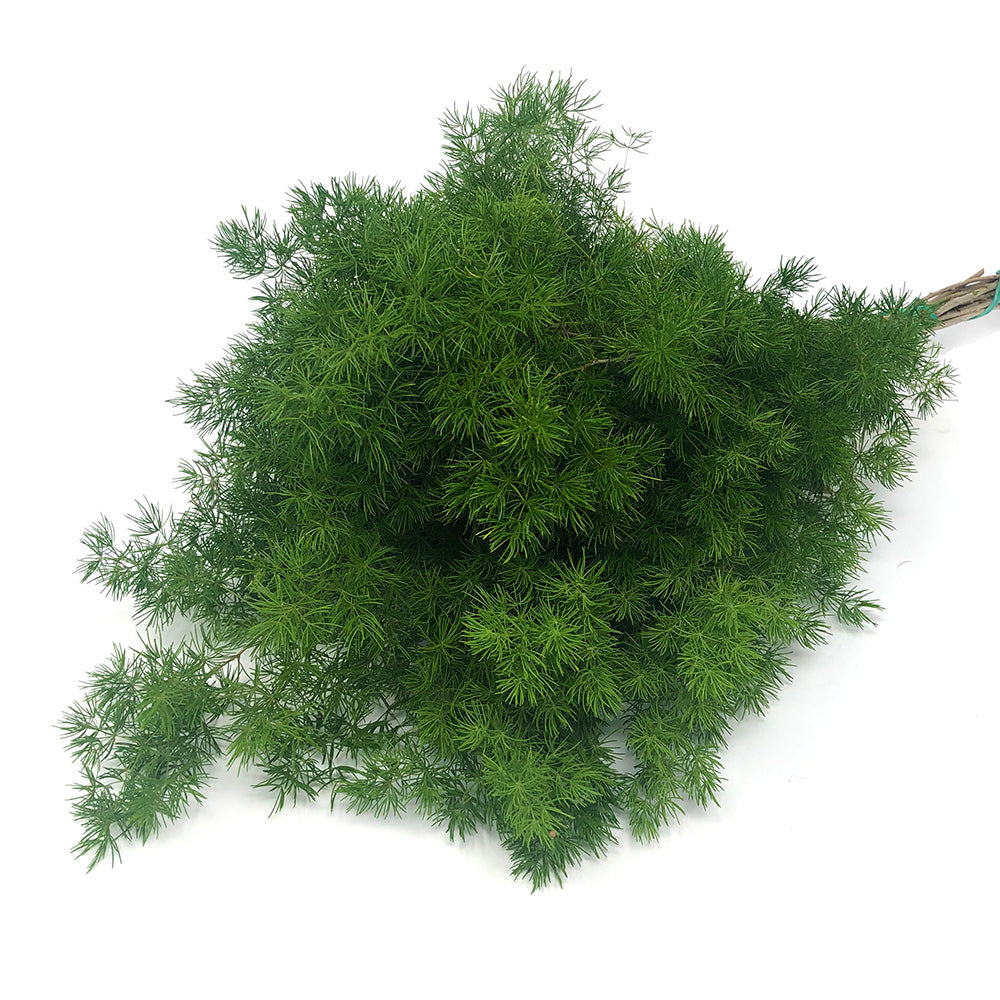 Fern