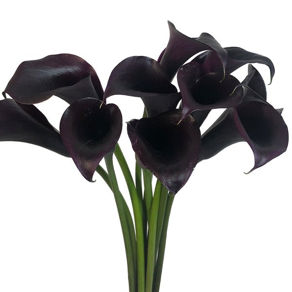 Mini Calla