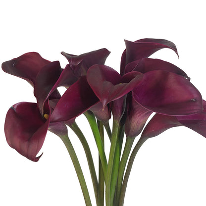 Mini Calla