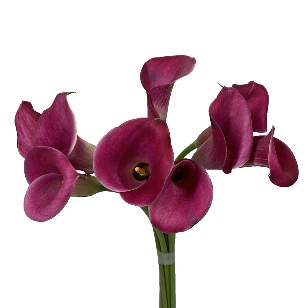 Mini Calla - Hot Pink