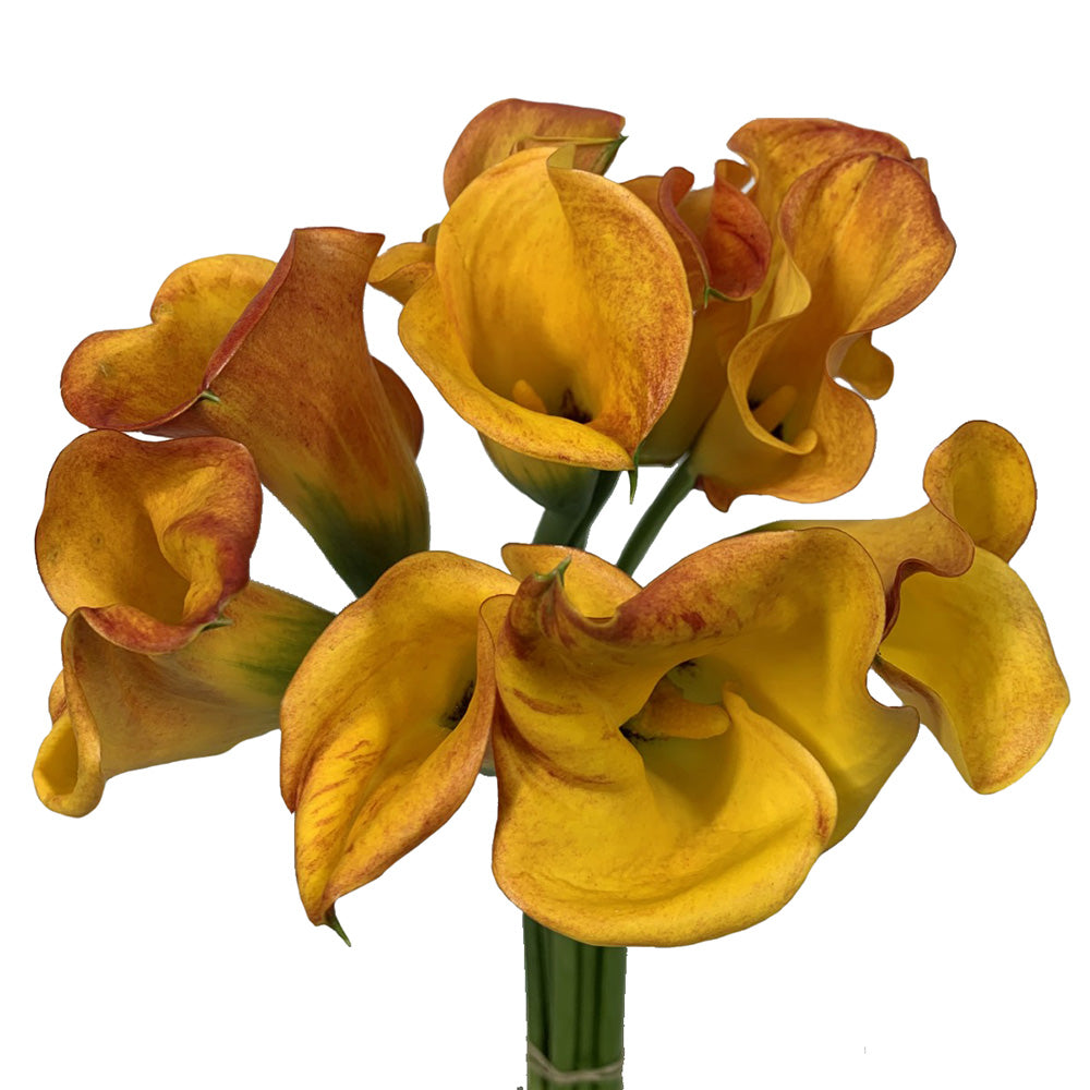 Mini Calla - Orange