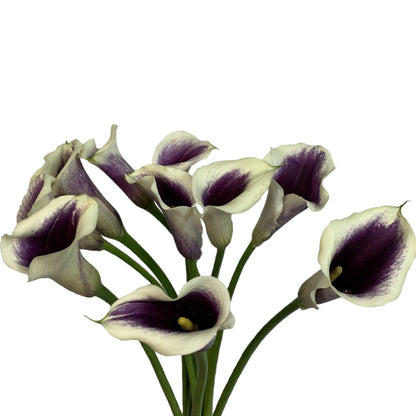Mini Calla - Picasso PurpleWhite