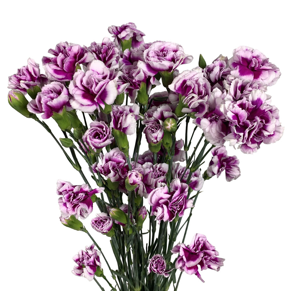 Mini Carnation - Bicolor