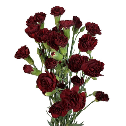 Mini Carnation - Burgundy