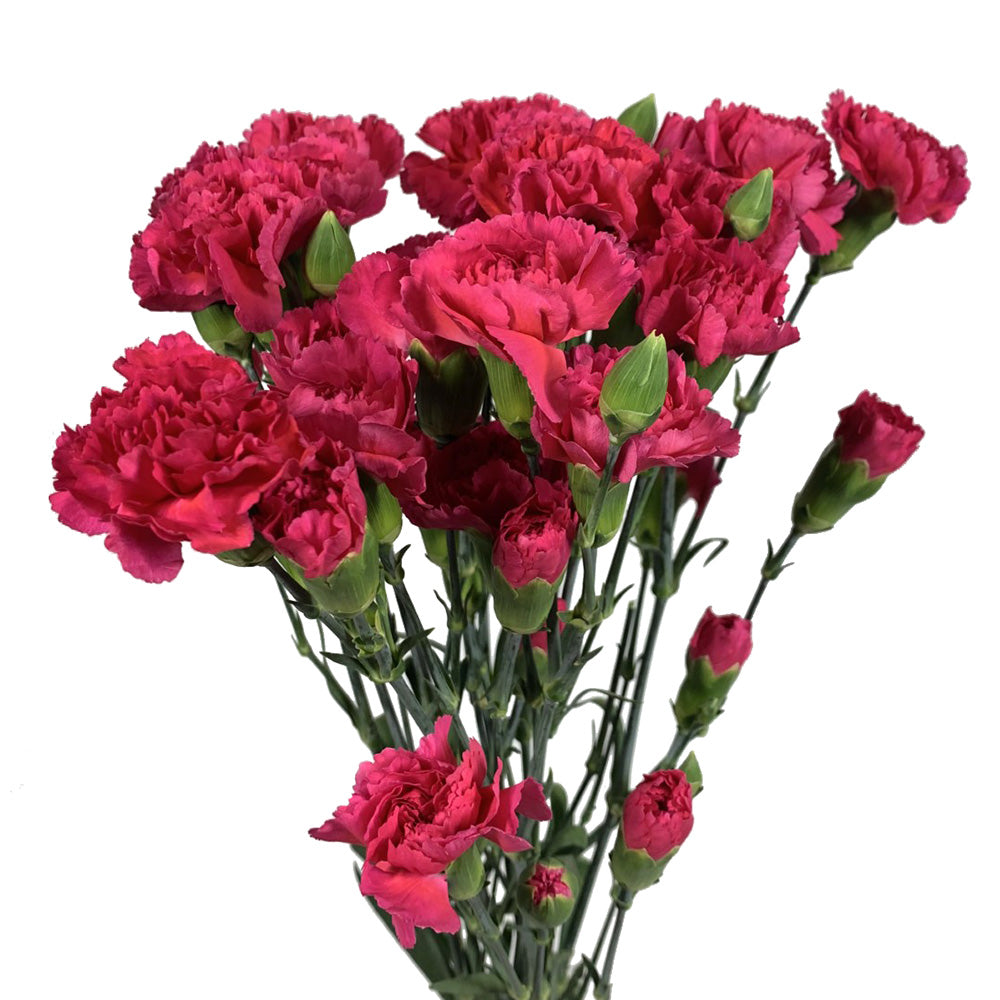 Mini Carnation