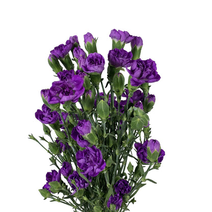 Mini Carnation - Lavender