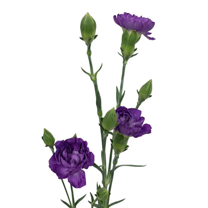 Mini Carnation - Moonberry