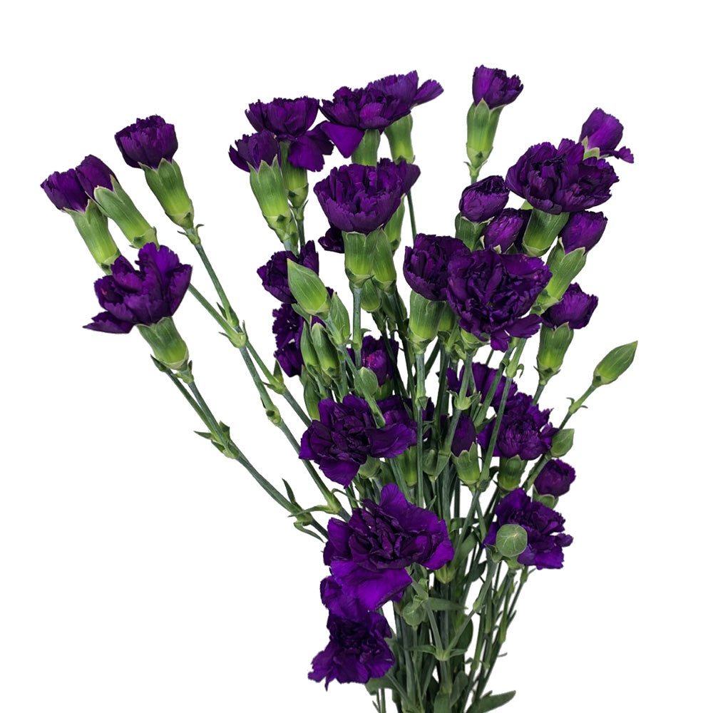 Mini Carnation - Moonique