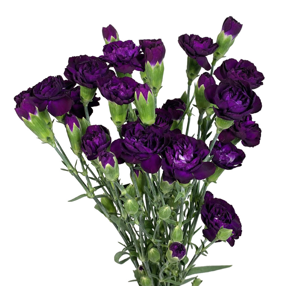 Mini Carnation - Moonvelvet