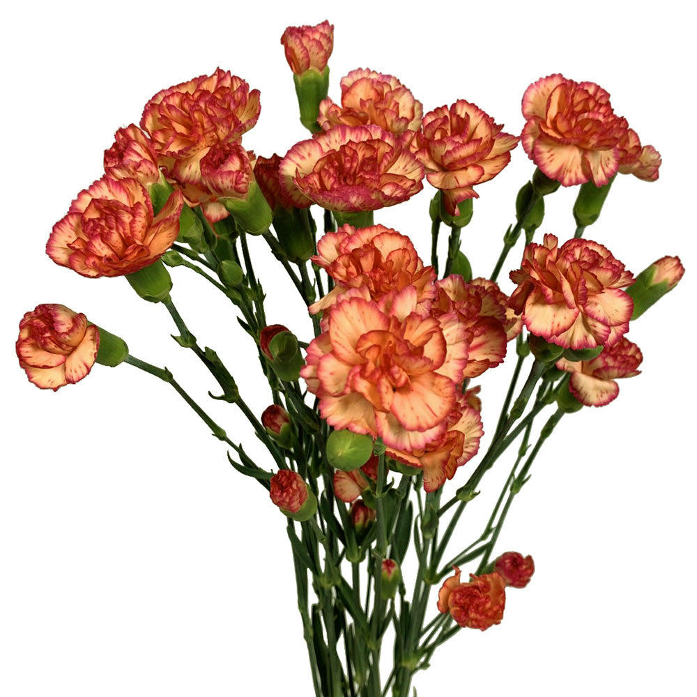 Mini Carnation - Orange