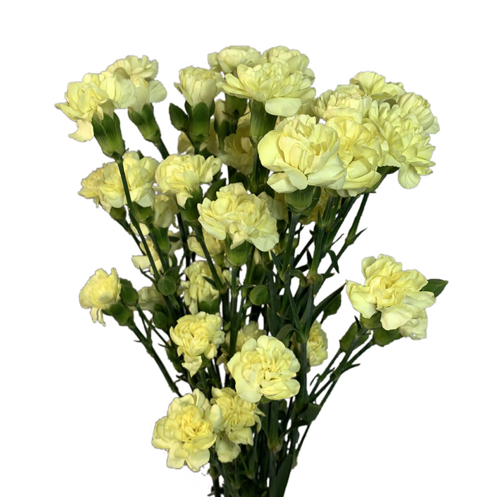 Mini Carnation