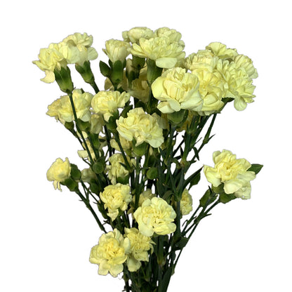 Mini Carnation