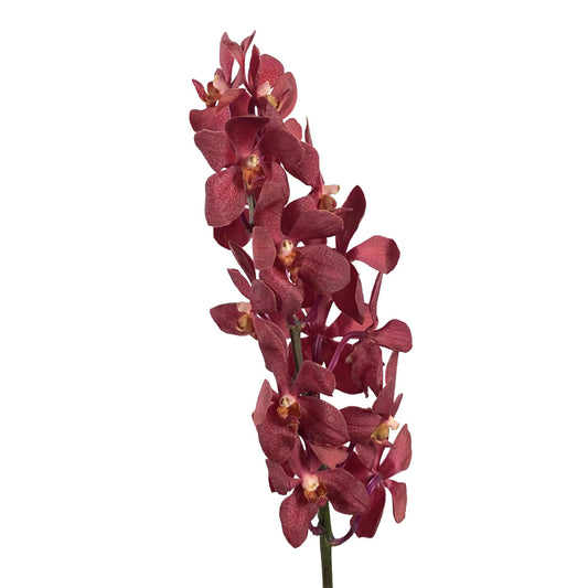 Orchid