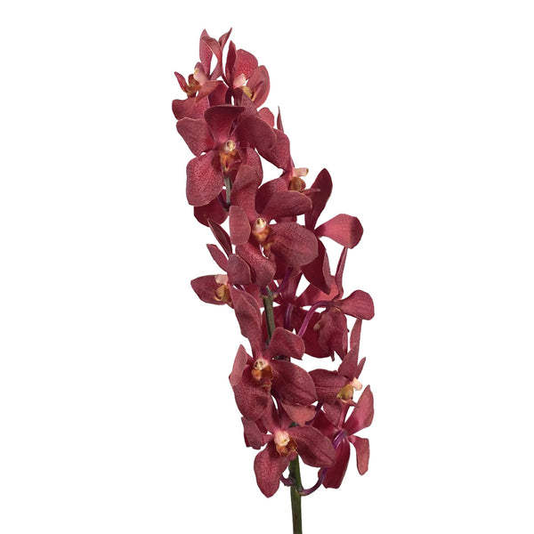 Orchid