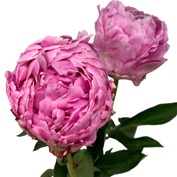 Peony