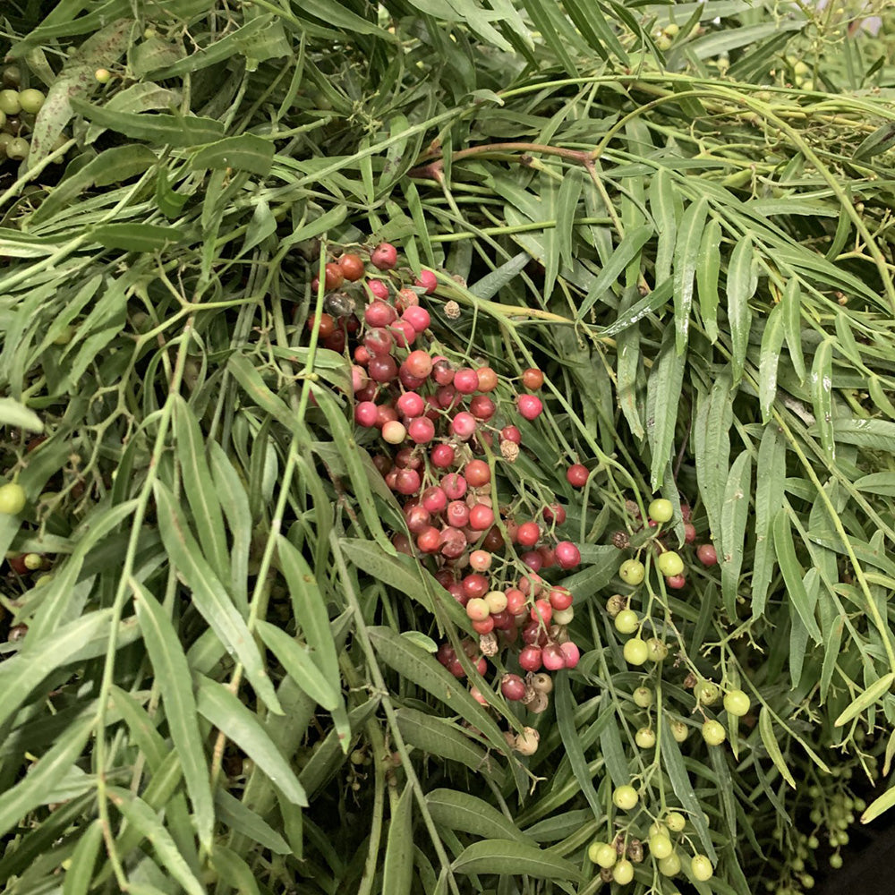Pepperberry - Hanging